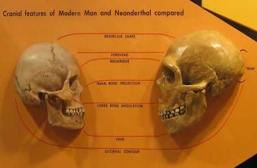 http://www.losai.eu/wp-content/uploads/neandertal-sapiens.jpg