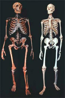 http://www.losai.eu/wp-content/uploads/sapiens-neanderthal.jpg